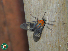 Cosmosoma anoxanthia