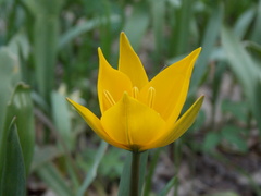 Tulipa sylvestris