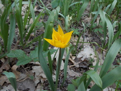 Tulipa sylvestris