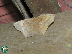 Paragonia cruraria