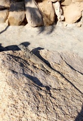 Ctenosaura hemilopha