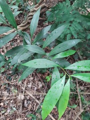 Nectandra megapotamica