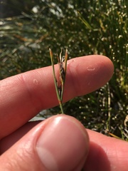 Schoenus pauciflorus