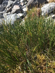 Schoenus pauciflorus