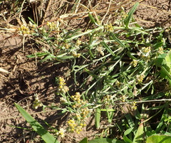 Pseudognaphalium undulatum