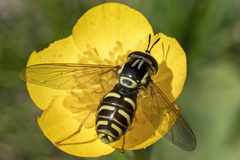 Chrysotoxum elegans
