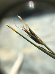 Schoenus pauciflorus