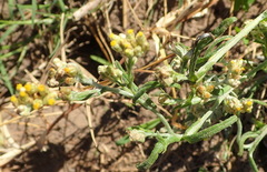 Pseudognaphalium undulatum