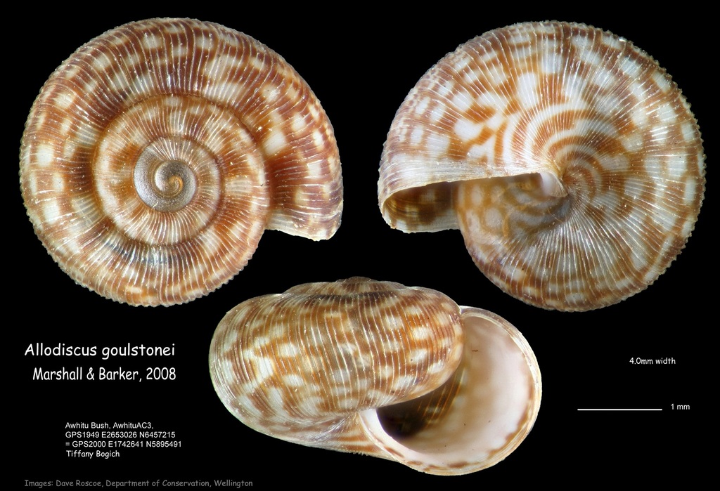 Punctoidea