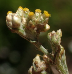 Pseudognaphalium undulatum