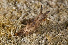 Polycera melanosticta