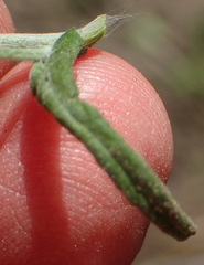 Pseudognaphalium undulatum