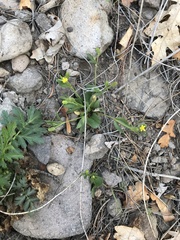 Ranunculus inamoenus