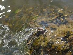 Notoaeschna sagittata