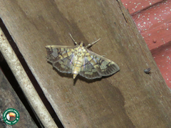 Epipagis liparalis