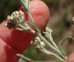 Pseudognaphalium undulatum