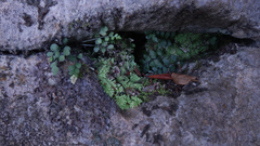 Asplenium lyallii