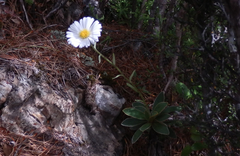 Celmisia hieraciifolia