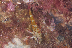 Bovichtus angustifrons
