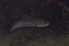 Pseudophycis palmata