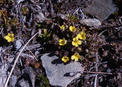 Euphrasia cockayneana
