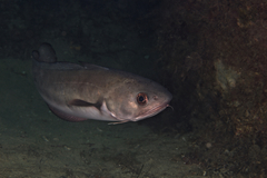 Pseudophycis palmata