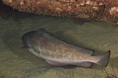 Pseudophycis palmata
