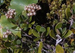 Brachyglottis bidwillii