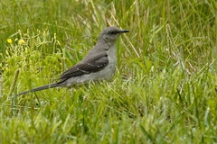 Mimus polyglottos polyglottos