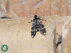 Hyaleucerea vulnerata