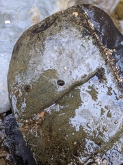 Ancylus fluviatilis
