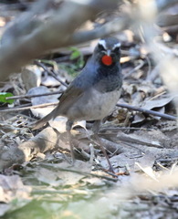 Calliope pectoralis
