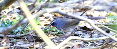Calliope pectoralis