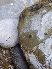 Ancylus fluviatilis