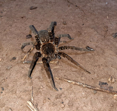 Ancylometes concolor