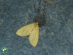 Pareuchaetes aurata