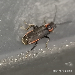 Cantharis pulicaria