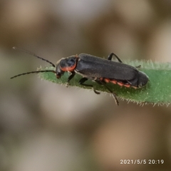 Cantharis pulicaria