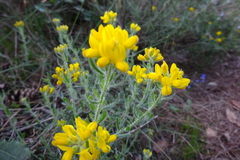 Genista hispanica hispanica