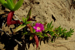 Carpobrotus dimidiatus