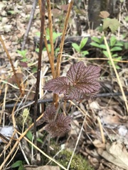 Ribes laxiflorum
