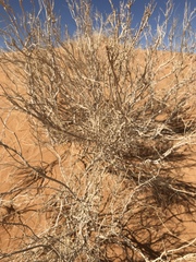 Haloxylon persicum