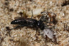 Tachysphex nitidus