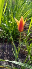 Tulipa clusiana