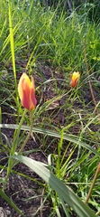 Tulipa clusiana