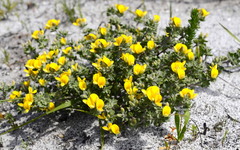 Aspalathus marginata