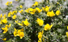 Aspalathus marginata