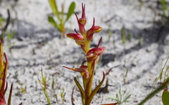 Disa reticulata