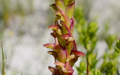 Disa reticulata