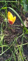 Tulipa clusiana